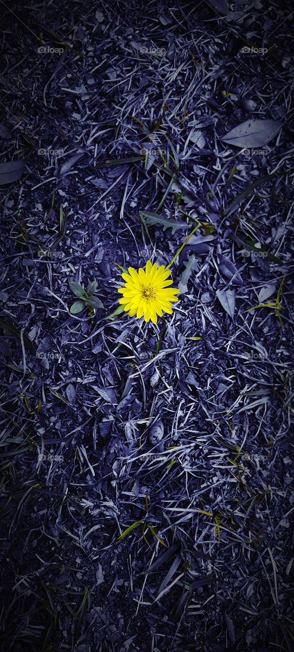 a little yellow flower sits all alone on the ground
