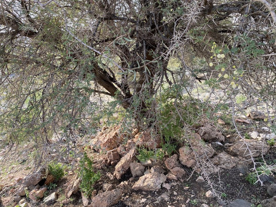 Taif mountains ⛰ rocks ,desert , amazing herbal 