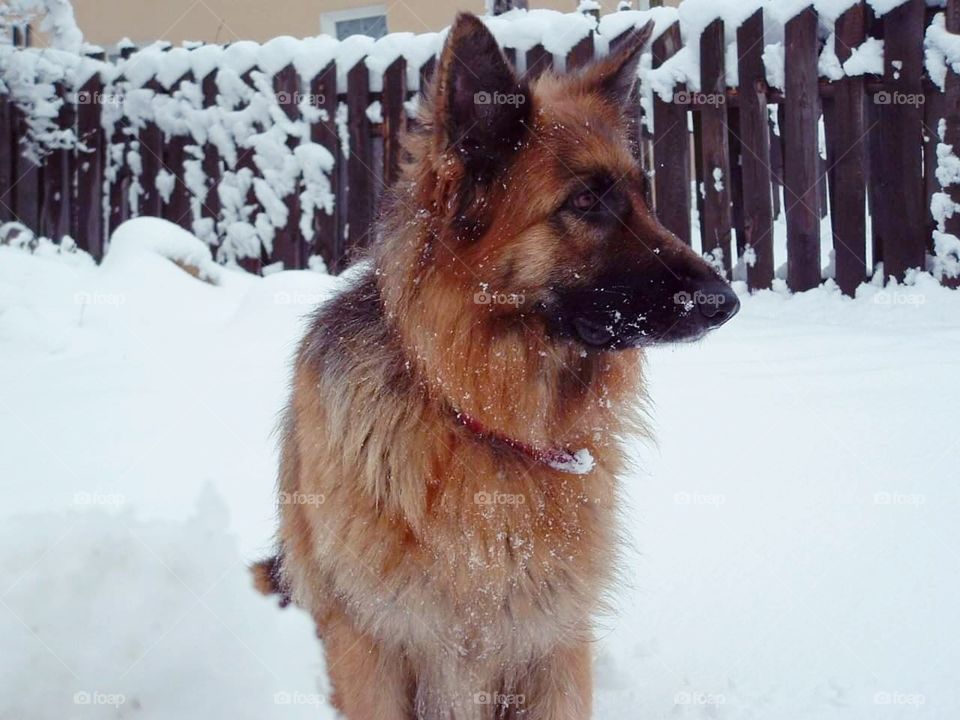 Dogs love winter!