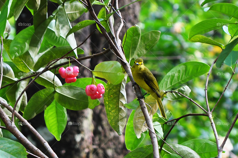 yellow browed bulbul