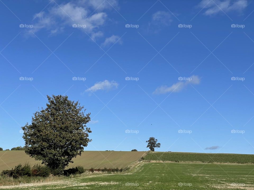 Two lonesome trees 