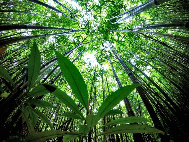 Bamboo forest