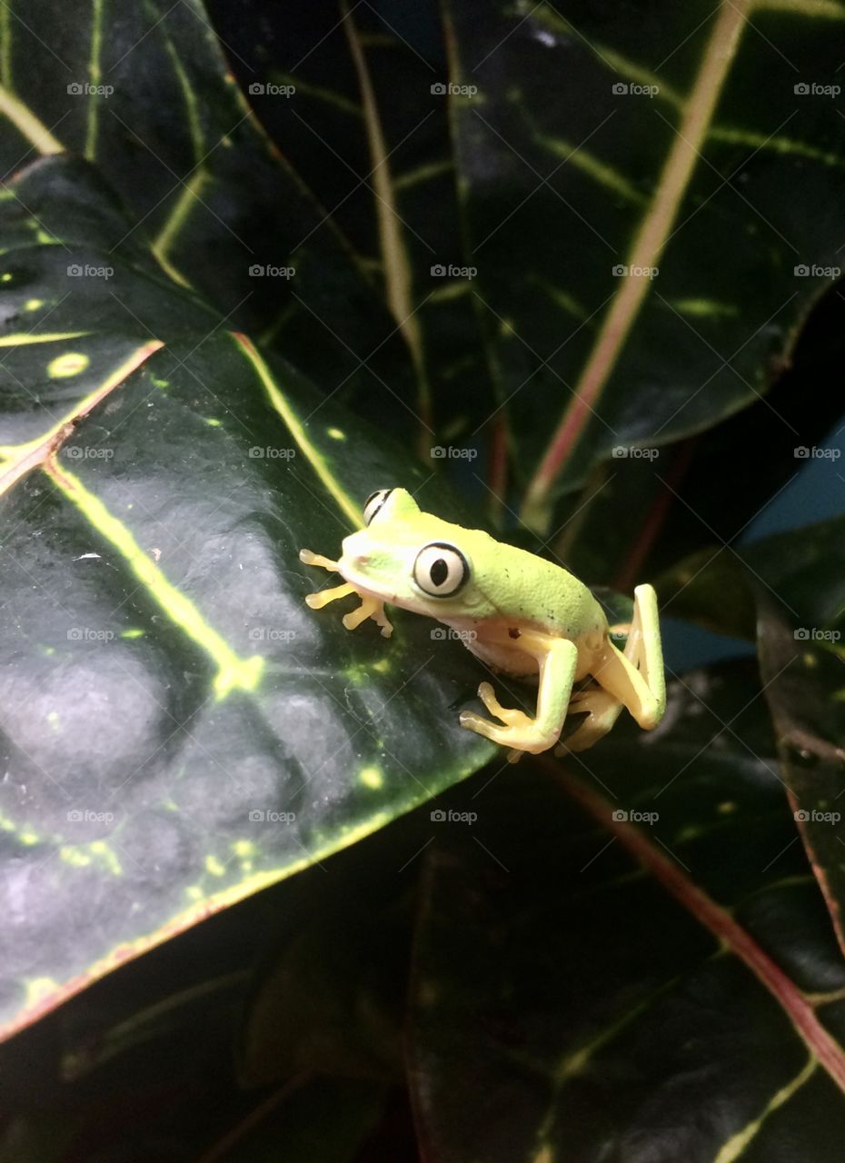 Little tree frog. A beauty💜