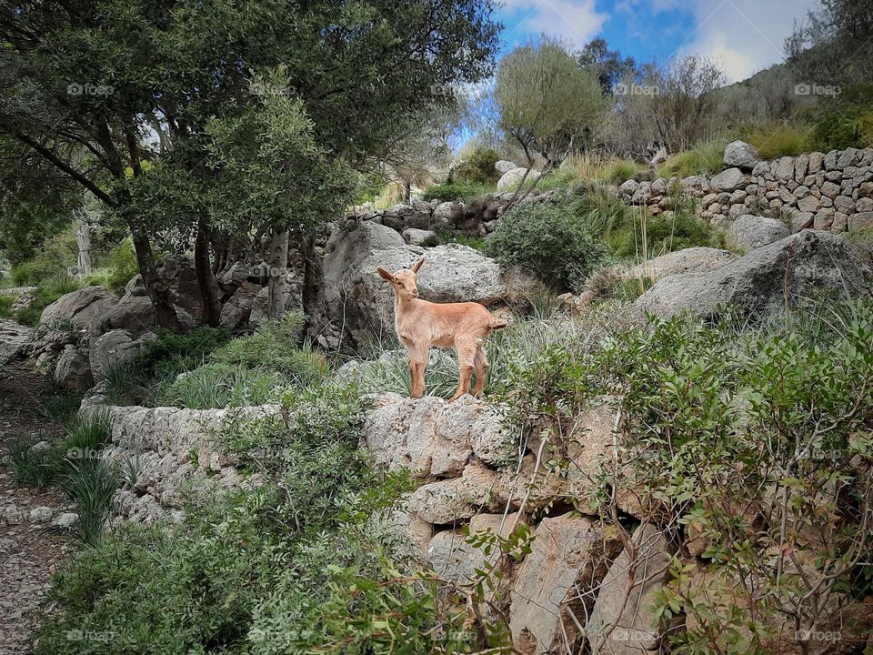 Encounter with a young wild goat in a Majorcan mountain forest.
I found it funny to see how the beautiful creature was curious about my presence.