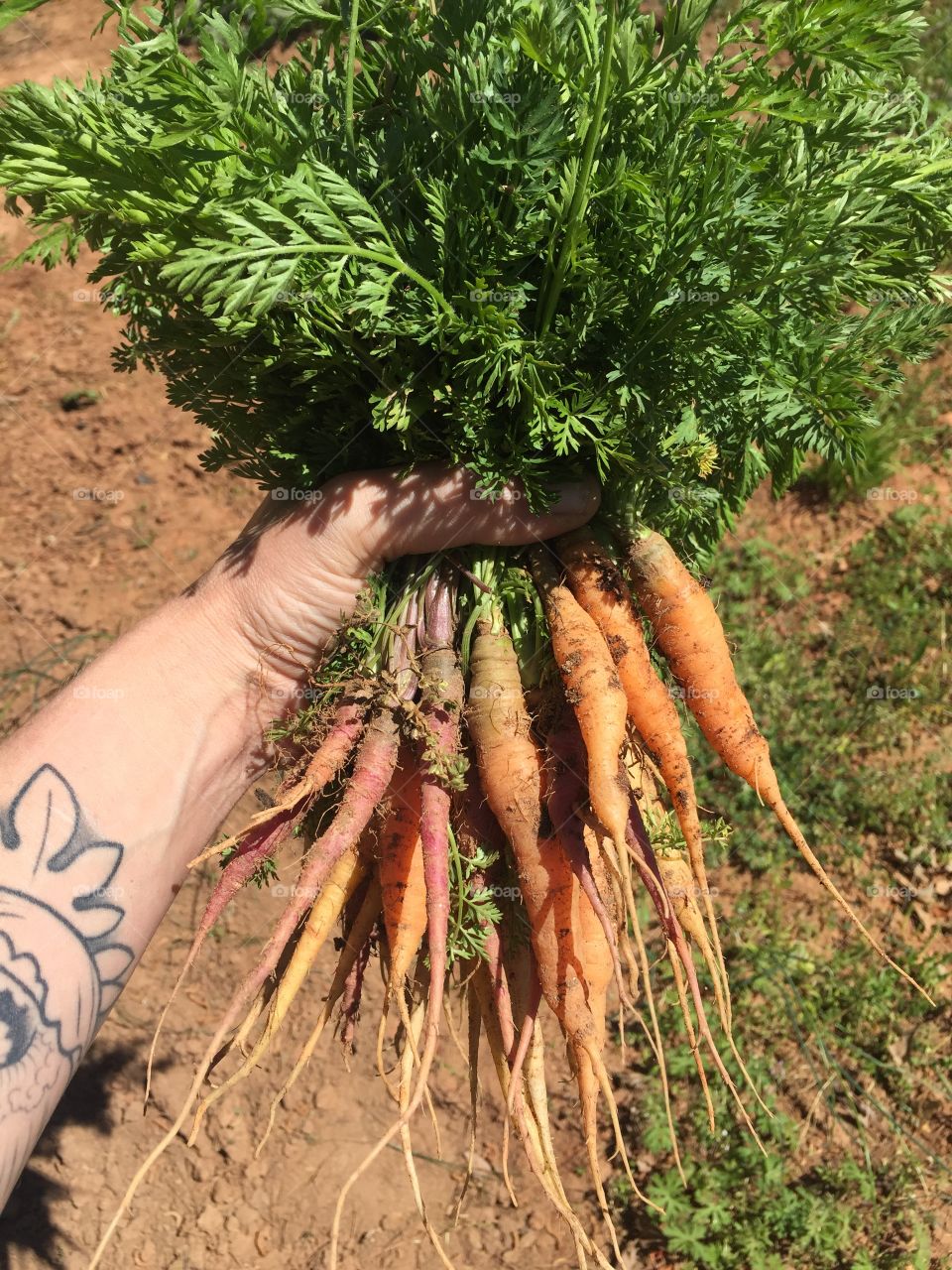Freshly harvested multicolored carrots