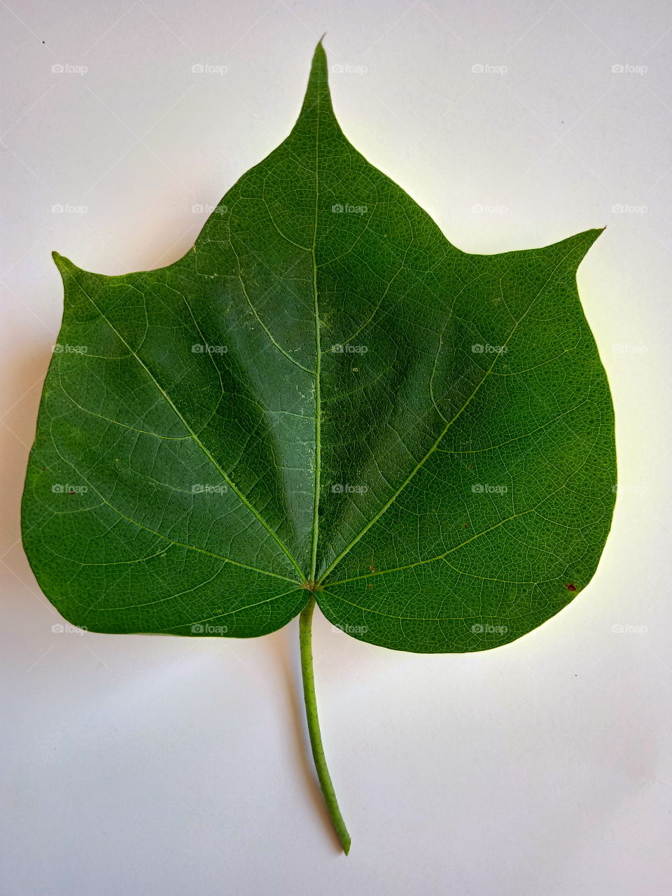 Cotton leaf morphology. In general, the leaves of the cotton plant have five indentations / corners.