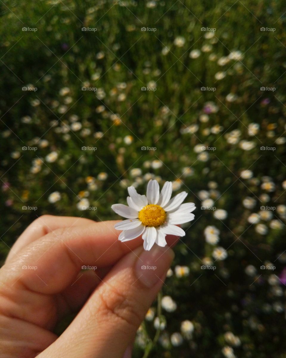 Woman hand catching chamomile flower.