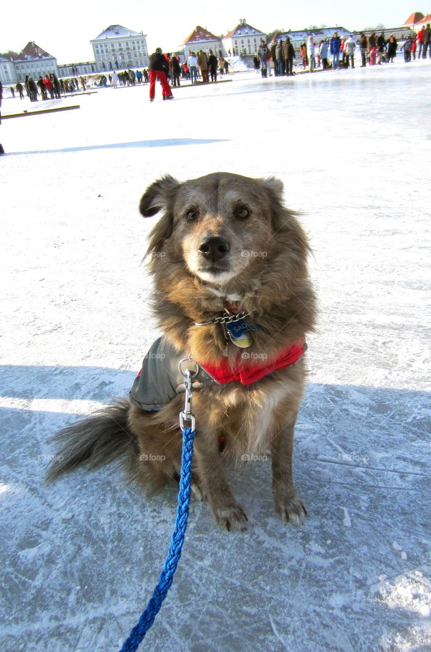 Unsure dog on the ice 