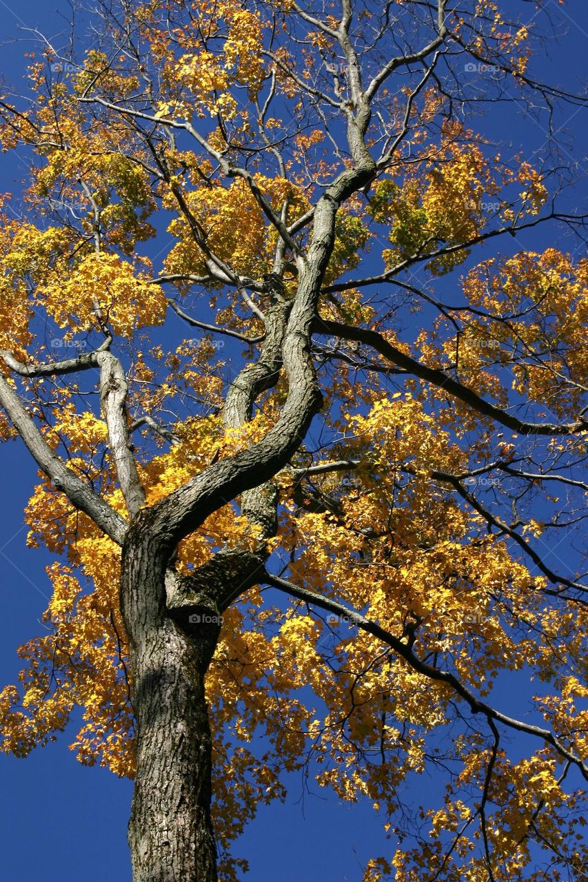 Fall Tree