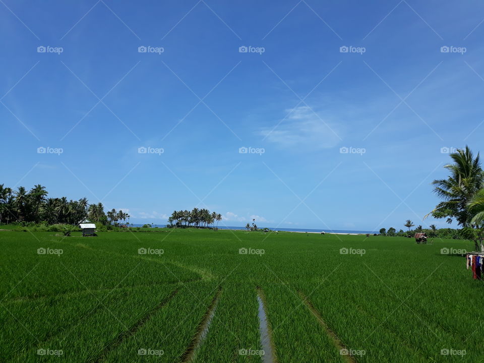under the blue sky #sky #ricefield #agriculteru