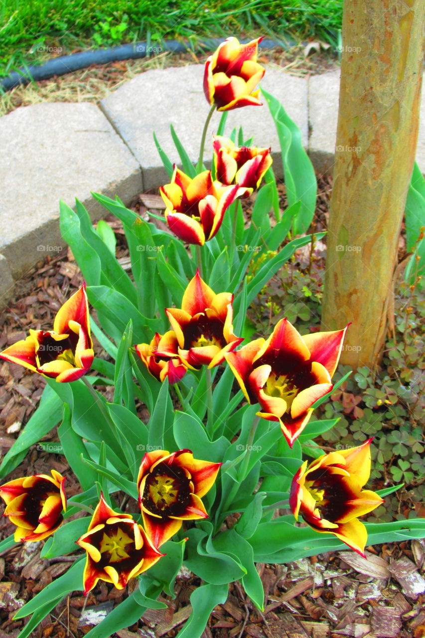 Fire cracker tulips