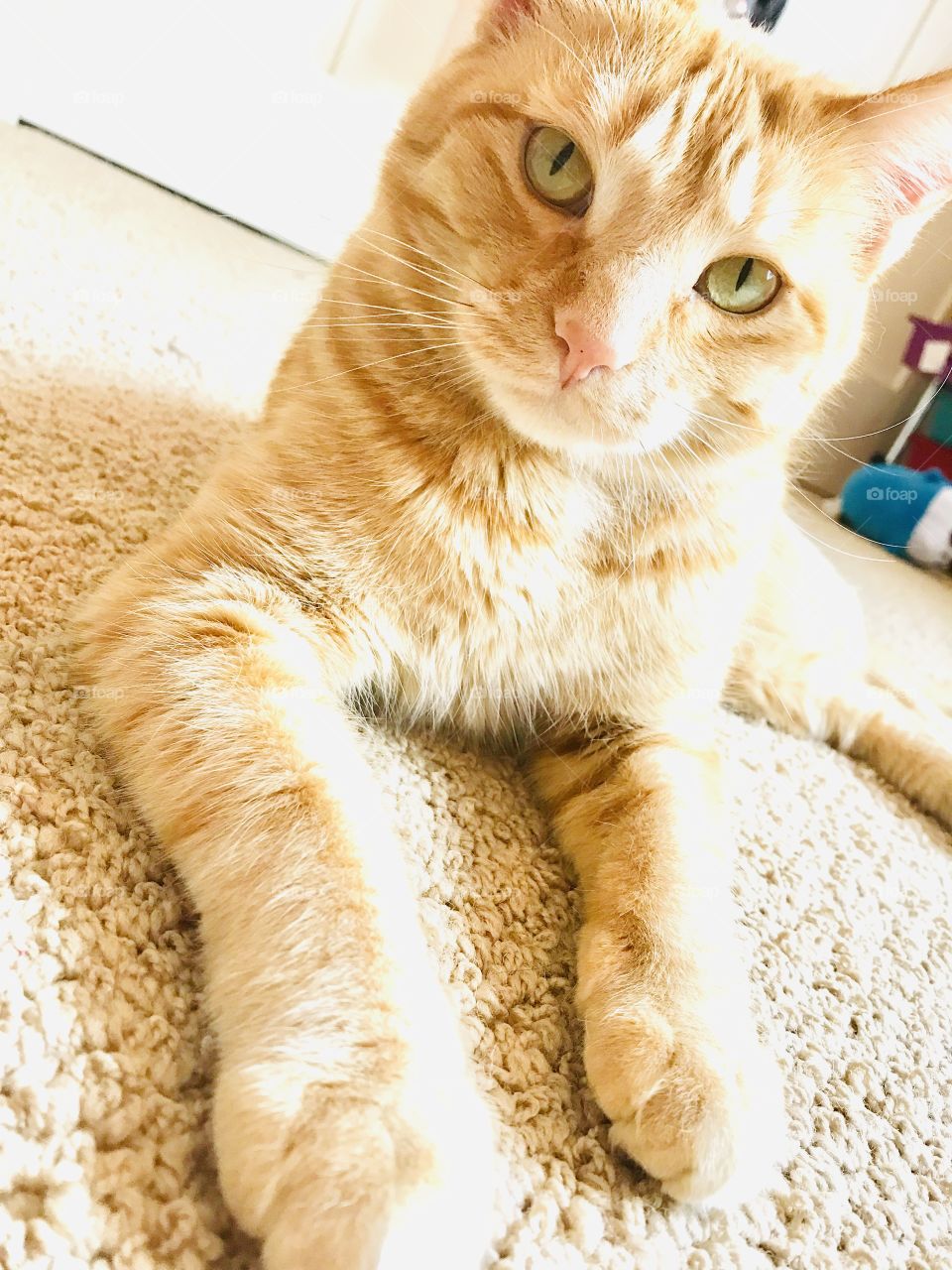 Sweetest orange tabby cat getting his glam shots for the day, and seems to be enjoying it! 