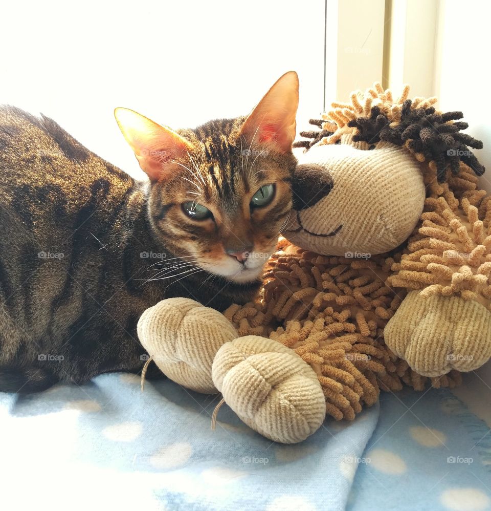 A cute bengal kitten sits cuddling up to his favourite stuffed animal