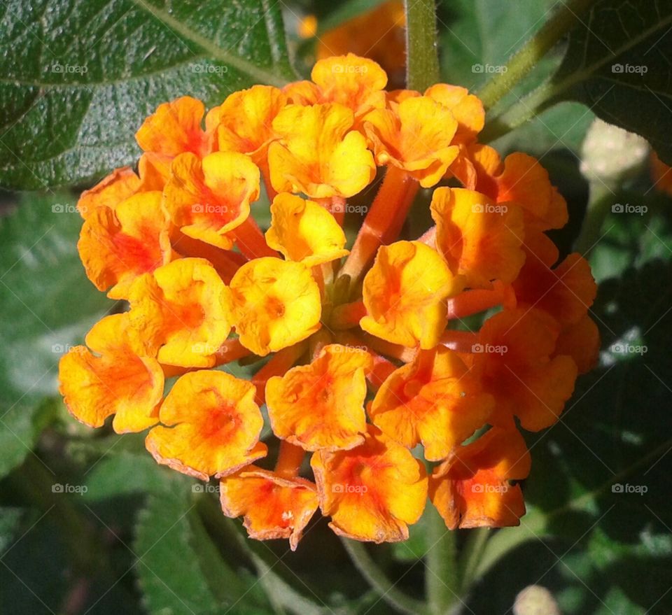 Flower, Flora, Nature, Leaf, Garden