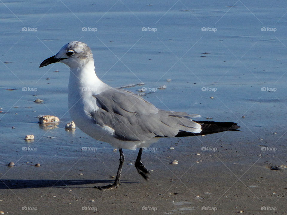 Beach Bird