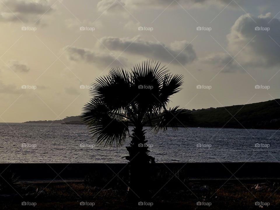 Sunset with a palmtree