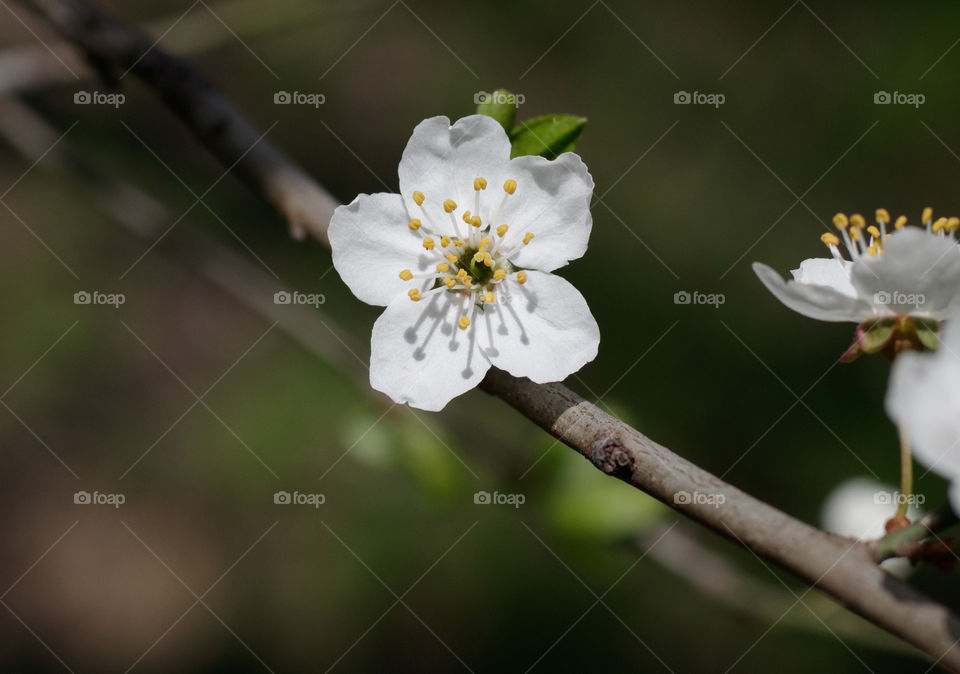 A tree with white flowers