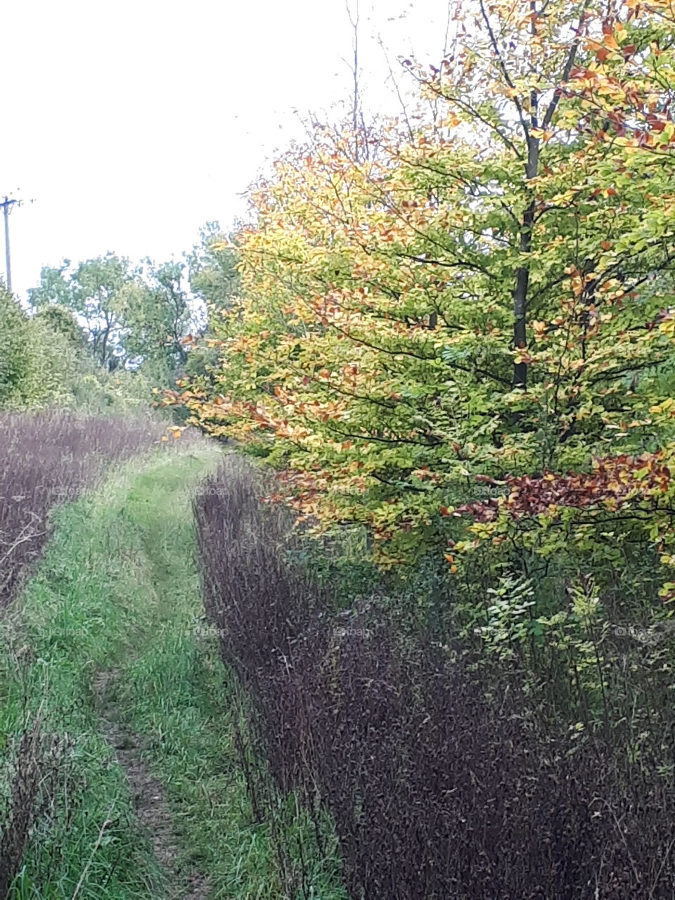 Landscape, Nature, Tree, Leaf, Wood