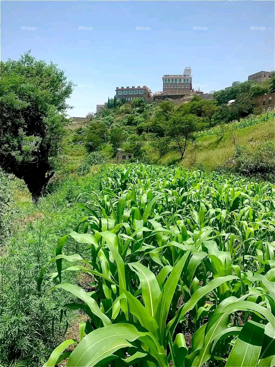 Glory be to God, the magnificent and picturesque view and the natural green trees are a view that is nothing more wonderful than it