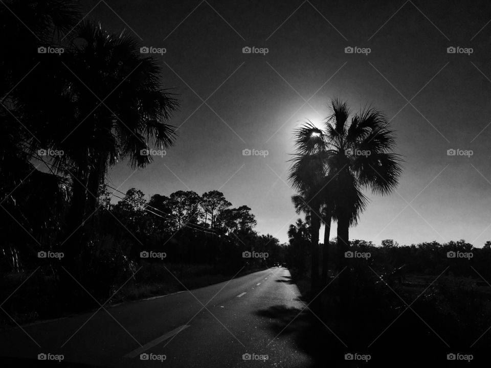 Scenic Florida road with palm trees monochrome black and white.