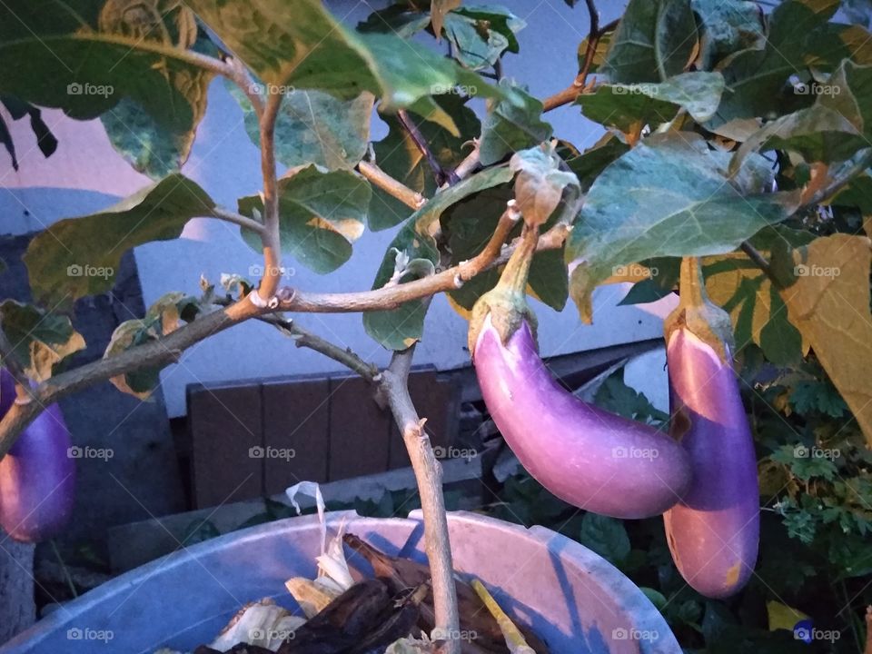 Eggplant plant hehe. Hanging kick. Funny redundancy.
I took this photo in the evening. Some say it is Magic hour. There's a very light rain that day. The light came from a lamp post.