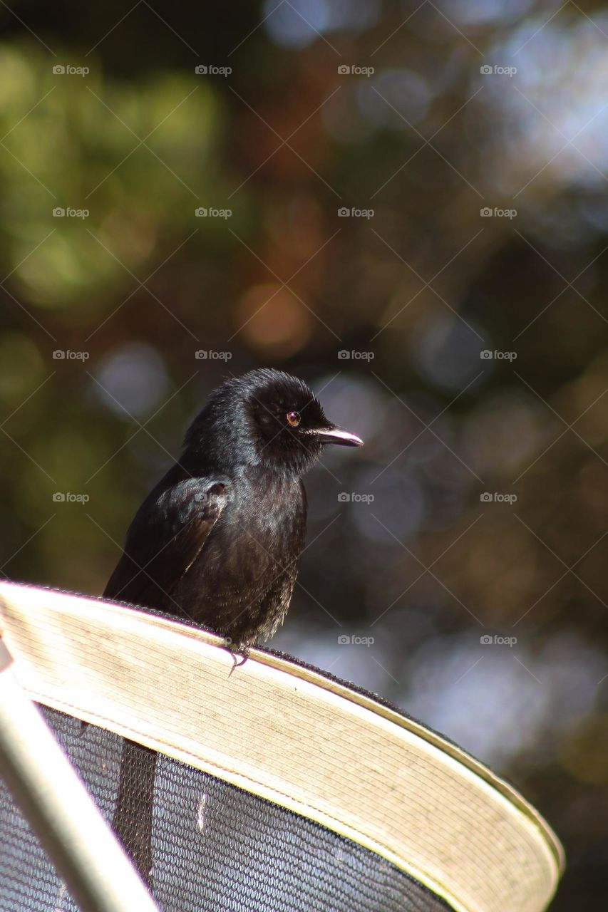Fork-tailed drongo perched on a trampoline