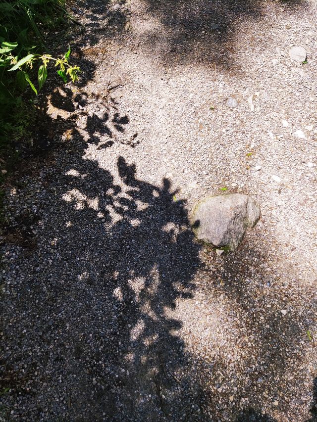 shadows