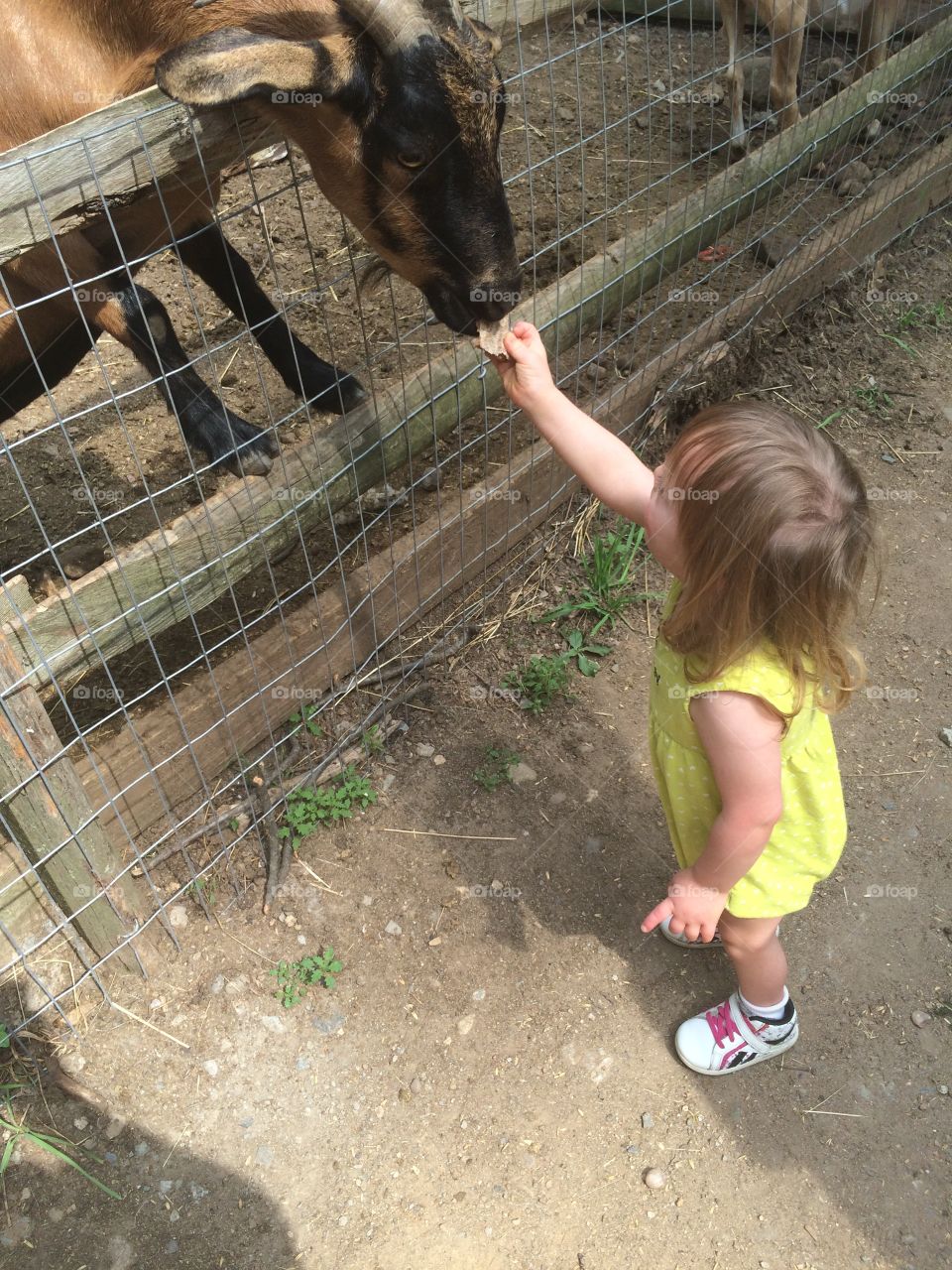 Down syndrome, goat, farm
