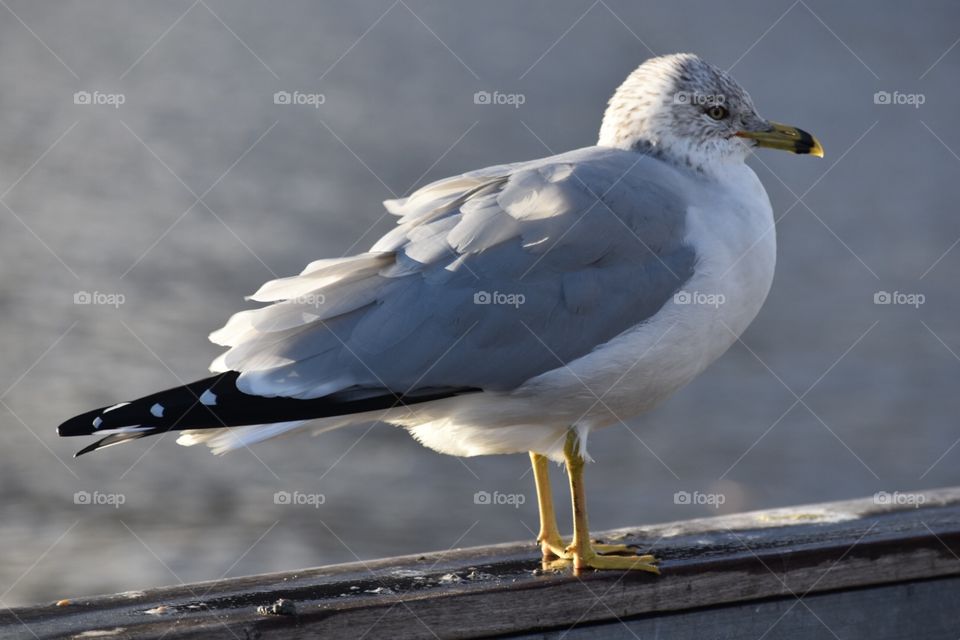 Bird, Wildlife, Seagulls, Nature, No Person