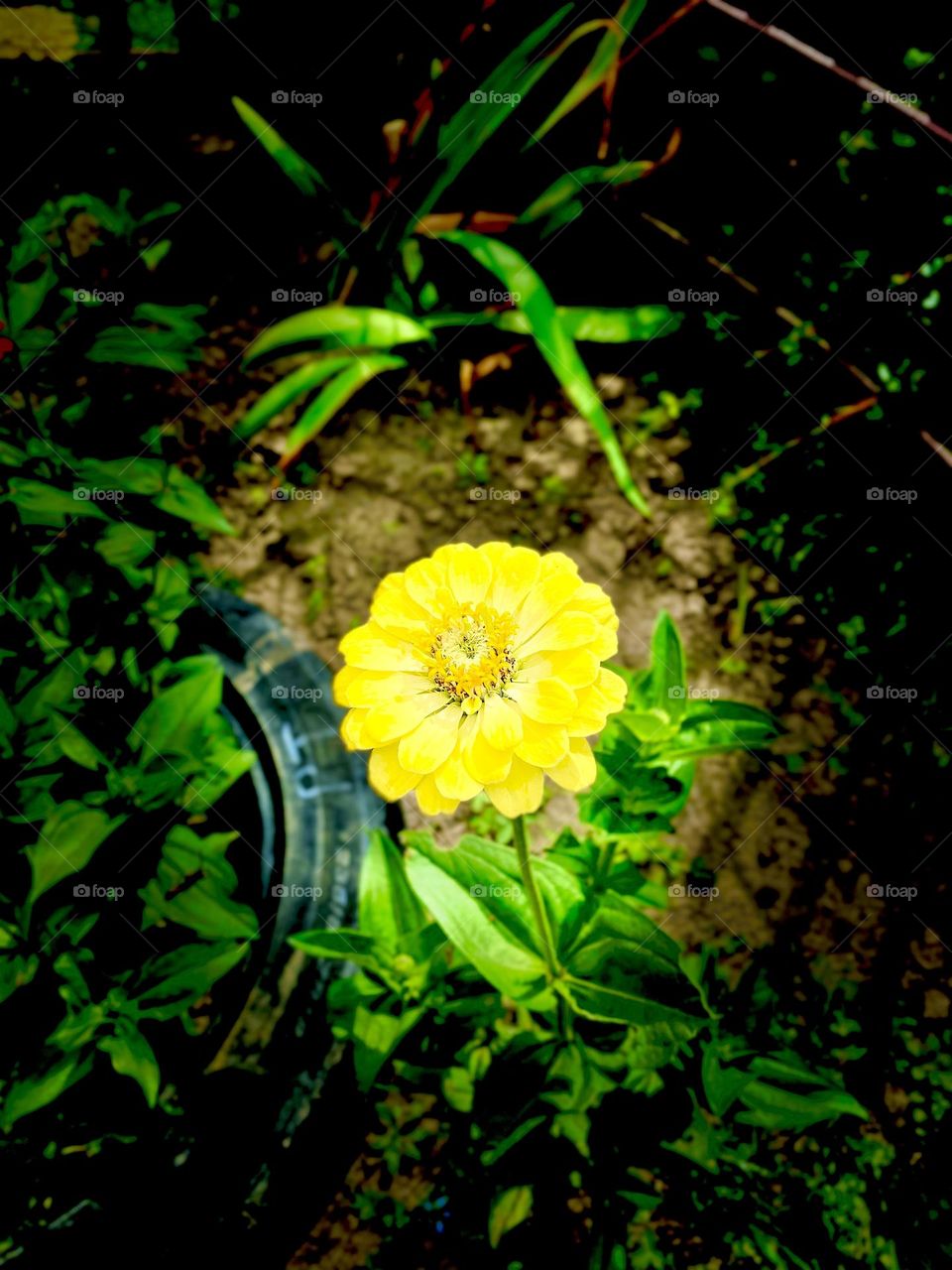 Yellows Flower in my garden 🪴