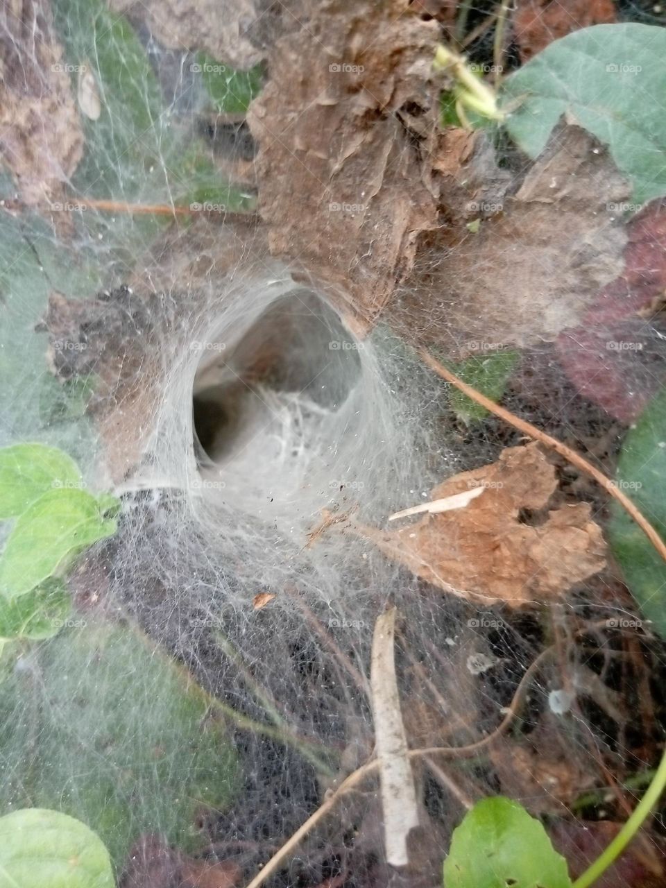 A cobweb like hole