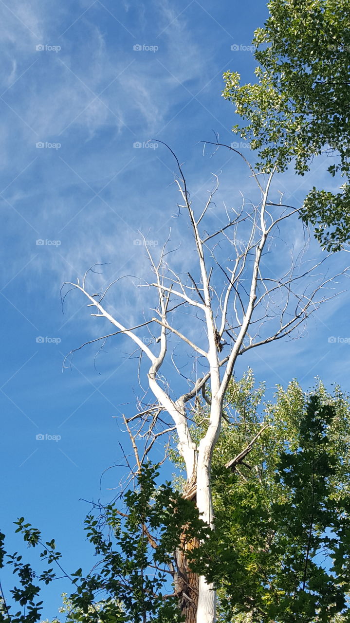 dead tree sky