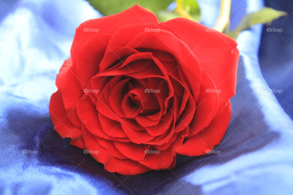 Red Rose Red Rose. A beautiful open red rose