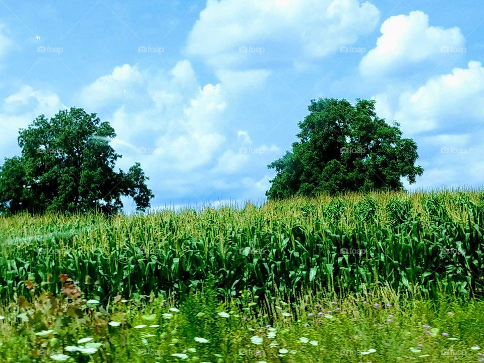 Agriculture, Landscape, Rural, Field, Summer