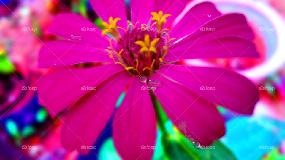 zinnias flower