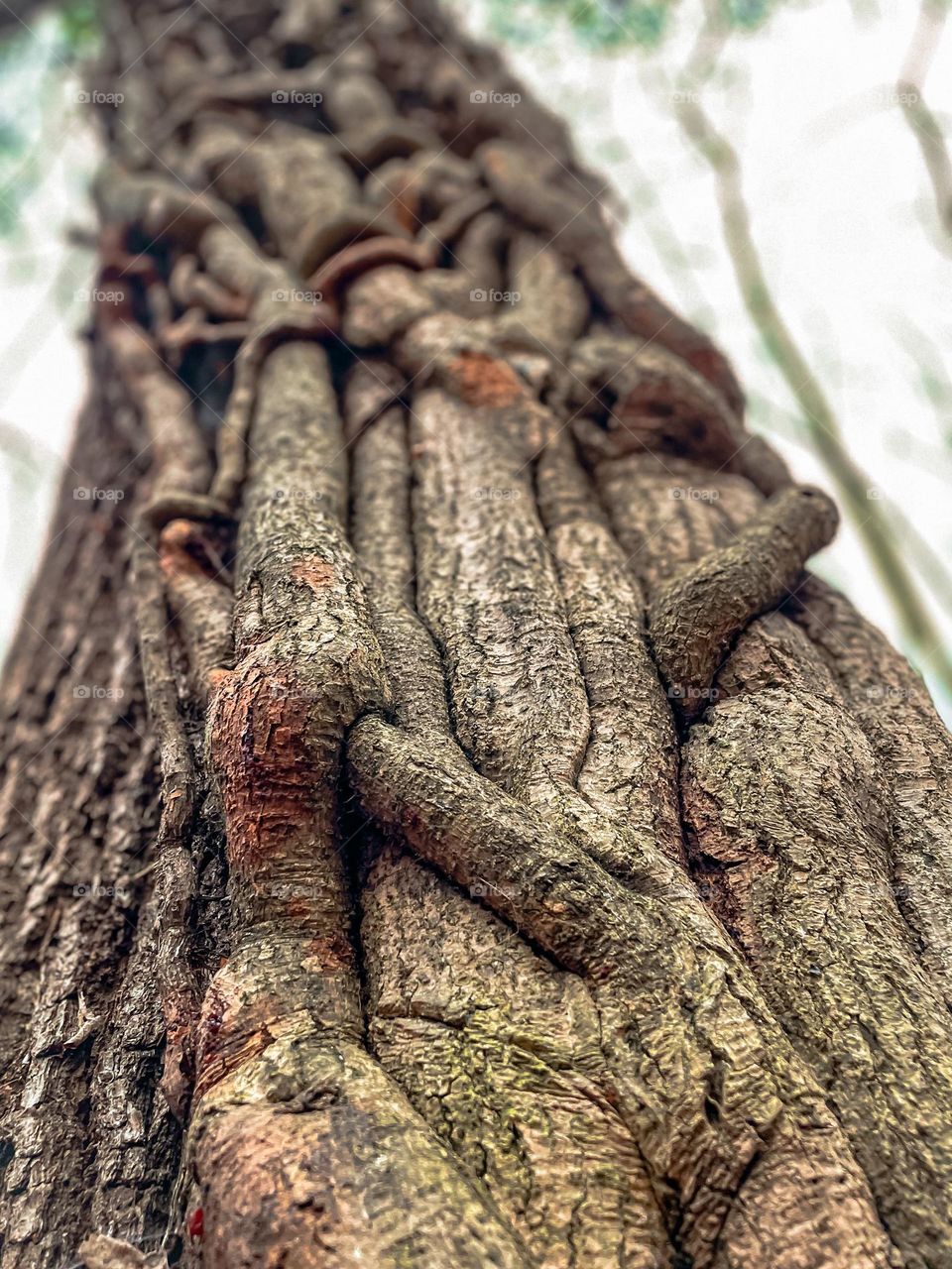 Roots climbing a tree interwoven together 