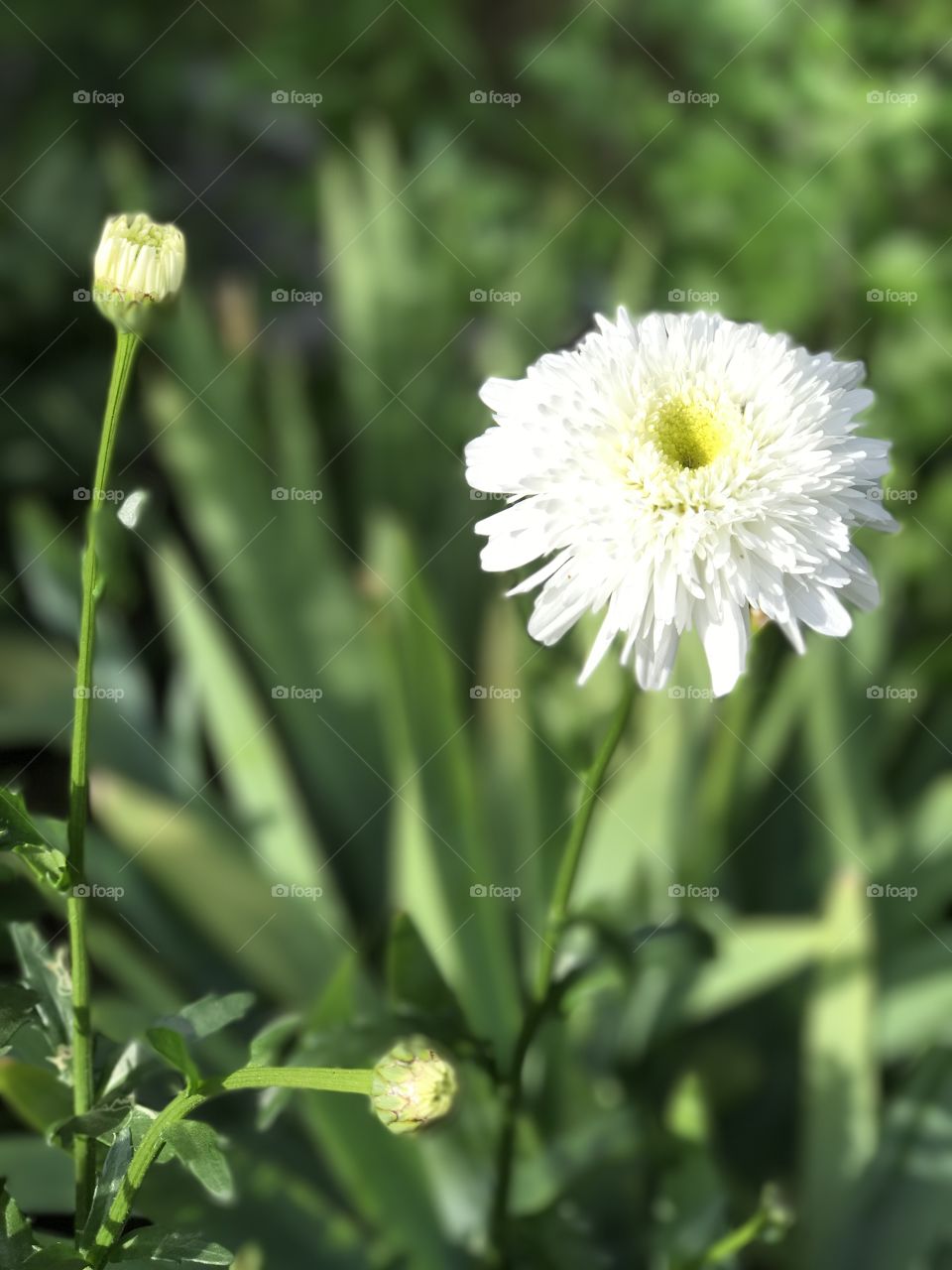 White summer aster.