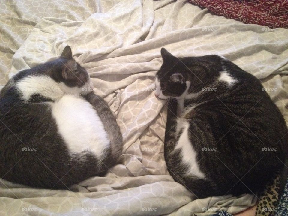 Cats, sleeping, hanging out, brothers