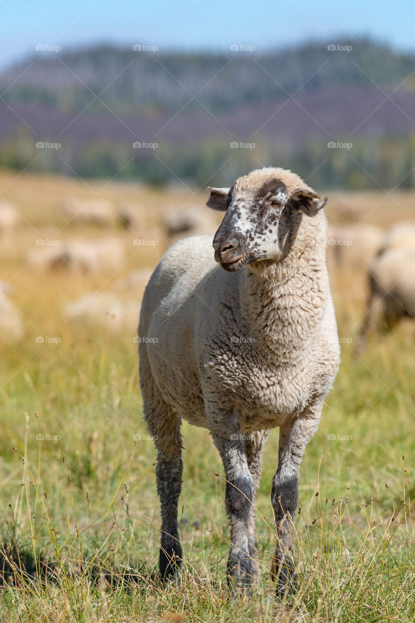 Grazing sheep in a herd