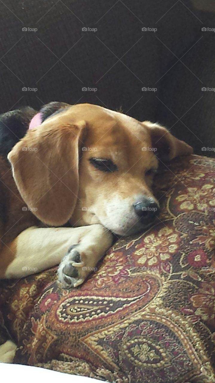 A Beagle sleeping on a throw pillow.