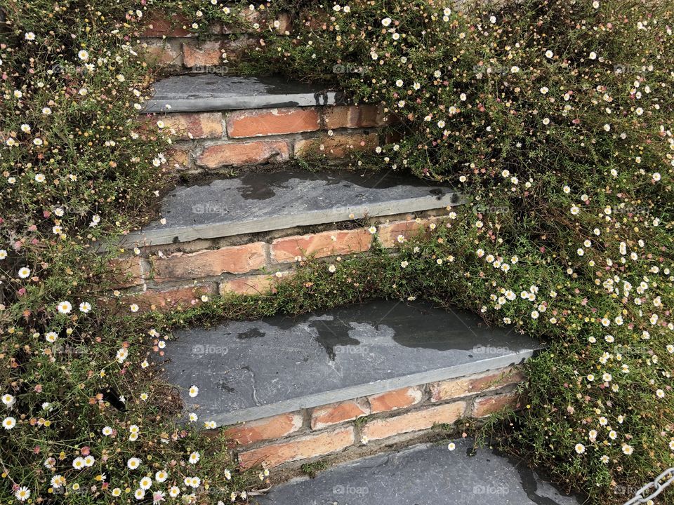 I love these steps because they are filled and embraced with glorious wild flowers.
