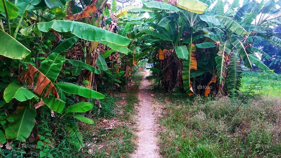 banana garden