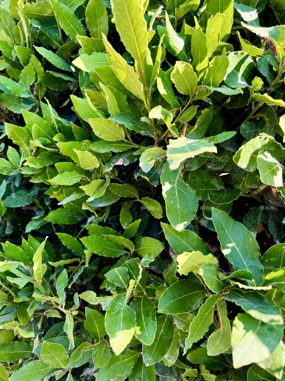 Bright beautiful fresh leaves on a laurel tree