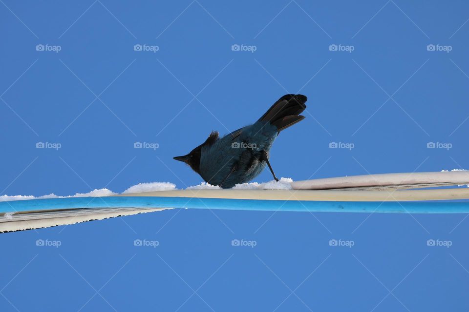 Bird on a wire