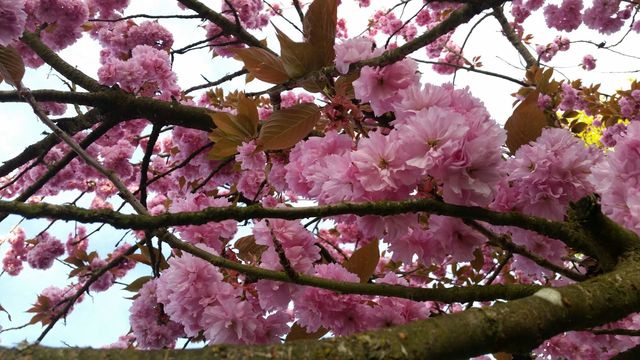 Pink Cherry Blossoms