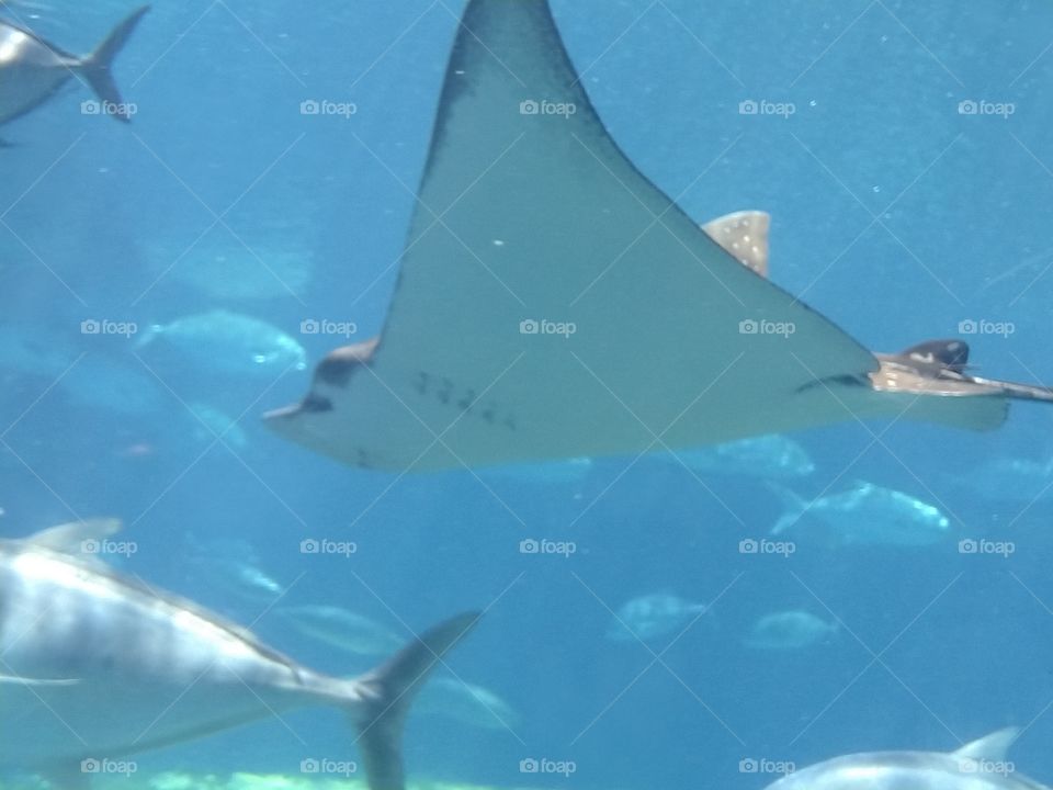 Under the sea
Under the sea
Darling it's better
Down where it's wetter
Take it from me
Up on the shore they work all day
Out in the sun they slave away
While we devotin'
Full time to floatin'
Under the sea 🎼