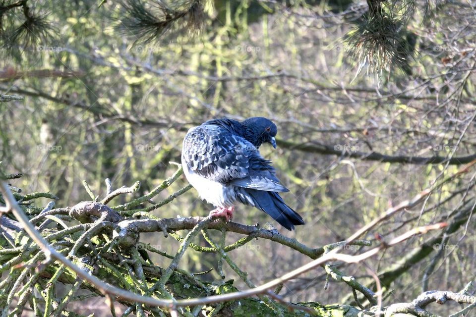 pigeon on branch