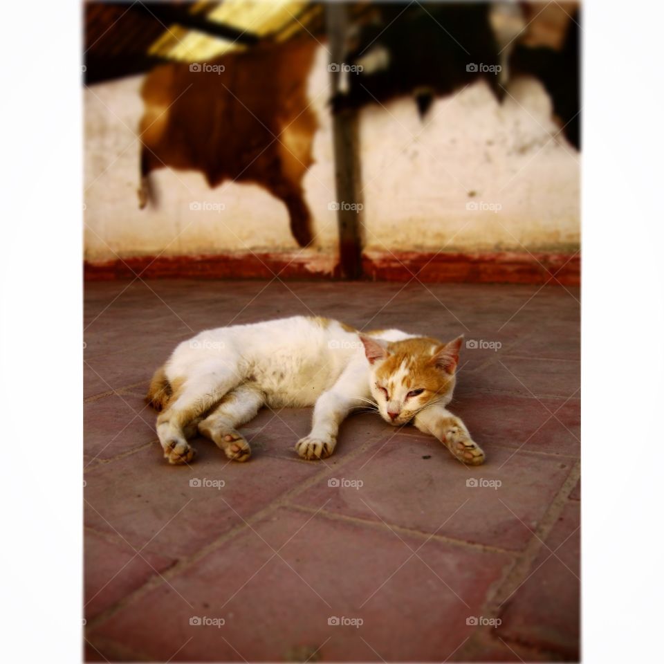 Cat resting on flooring