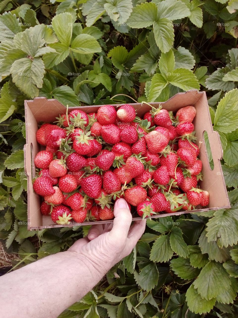 business strawberry farmers in box