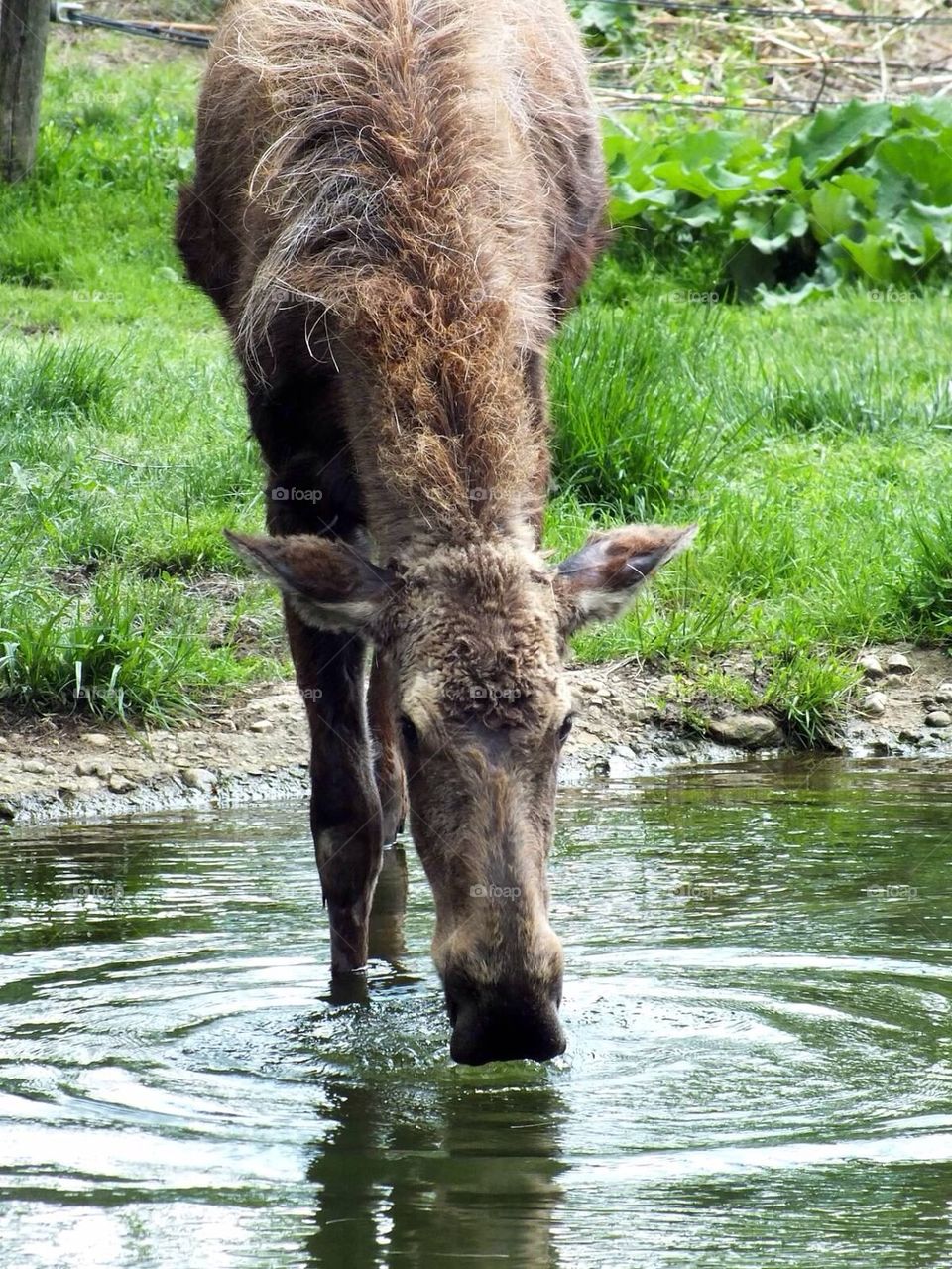 Moose drinking